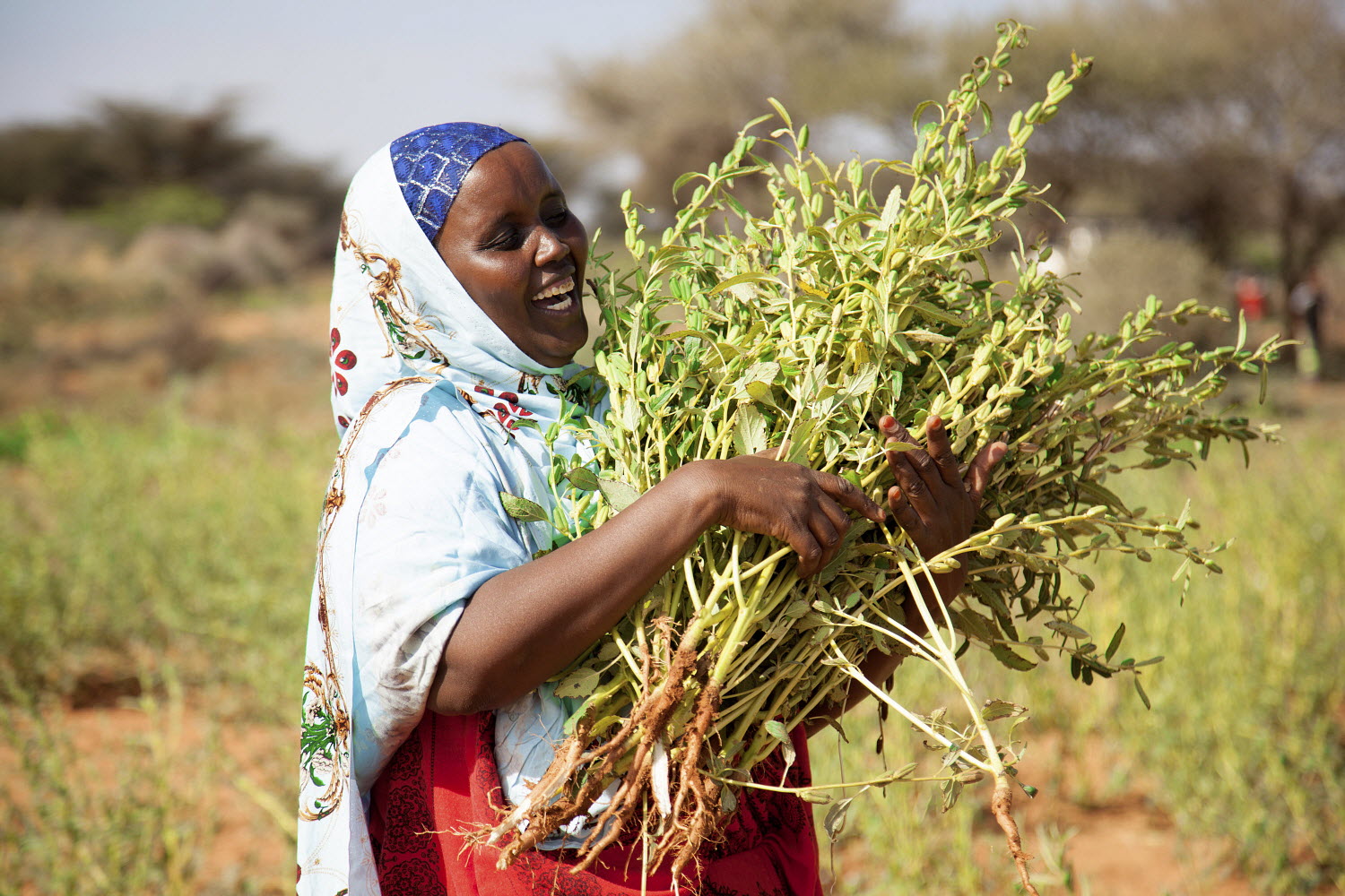 Somali woman farmer harvesting a crop